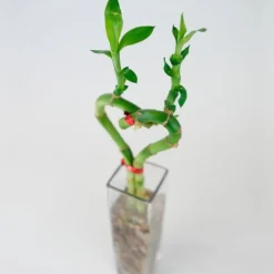 Bamboo Heart in Glass Vase