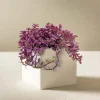 Callisia "Pink Panther" Plant in White Square Planter