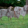 Corrugated Metal Christmas Sheep Yard Art, Set of 3