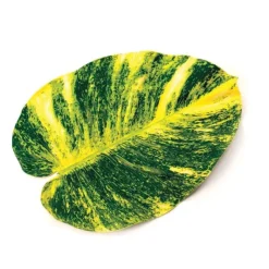Faux Tropical Pothos Leaf Placemats, Set of 4