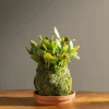 Jade Kokedama Ball with Saucer
