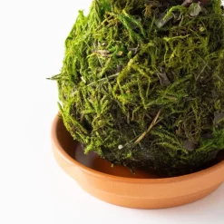 Jade Kokedama Ball with Saucer