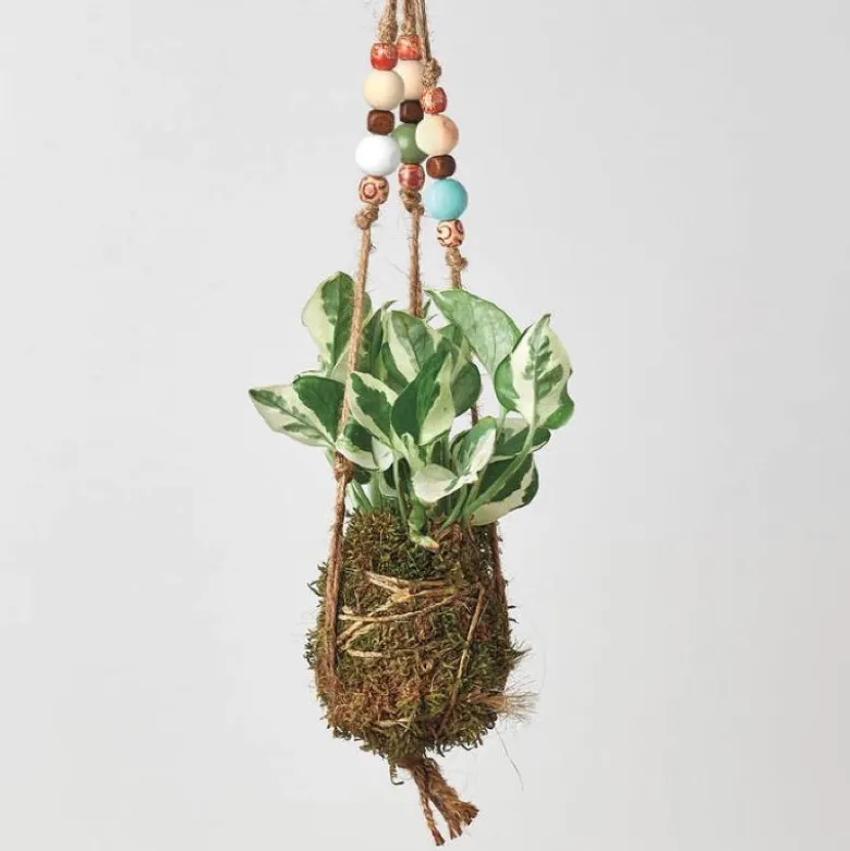 Kokedama Moss Ball Hanging Plant - Pothos Njoy