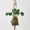 Kokedama Moss Ball Hanging Plant - Pilea