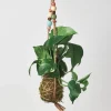 Kokedama Moss Ball Hanging Plant - Pothos Golden