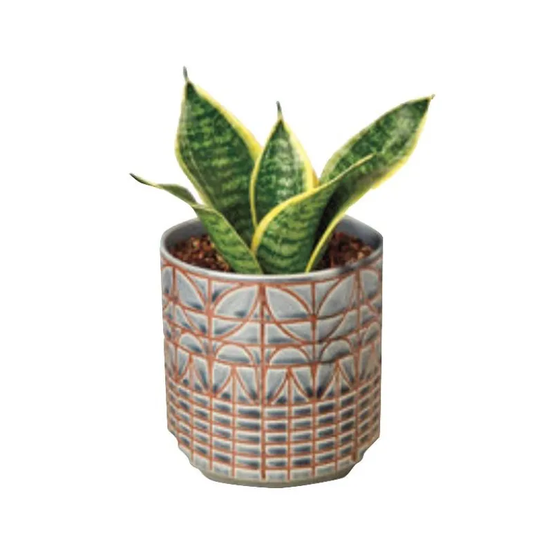 Laurentii Dwarf Live Snake Plant, 4" Pot