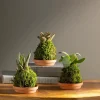 Mini Plant Kokedama Moss Ball Trio, Set of 3