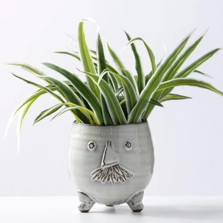 Mr. Pot with Spider Plant