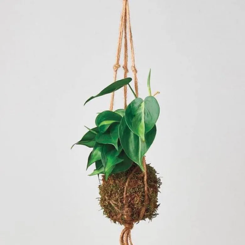 Philodendron 'Brasil' Kokedama Moss Ball Hanging Plant