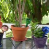 Plant Quencher Glass Watering Globes, Set of 3