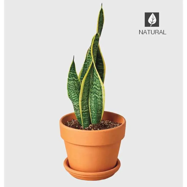 Potted Laurentii Snake Plant