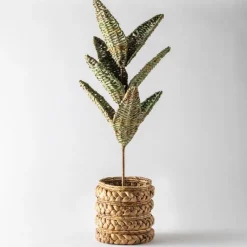 Woven Palm Plant